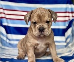 Small #1 English Bulldog-French Bulldog Mix