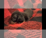 Puppy Bane Dachshund