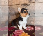 Small #6 Pembroke Welsh Corgi