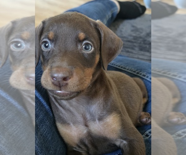 Medium Photo #1 Doberman Pinscher Puppy For Sale in CORBIN, KY, USA