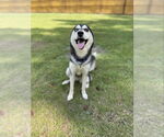 Small #10 Siberian Husky