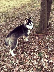 Sharberian Husky Puppy for sale in FRONT ROYAL, VA, USA
