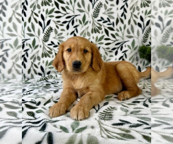 Medium Photo #6 Golden Retriever Puppy For Sale in GREENFIELD, IN, USA
