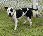 Small Photo #15 American Pit Bull Terrier-Unknown Mix Puppy For Sale in Virginia Beach, VA, USA