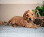 Puppy 3 Dachshund