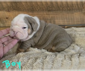 Bulldog Puppy for sale in FLINT, MI, USA