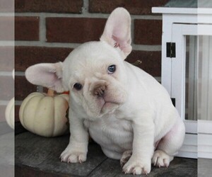 French Bulldog Puppy for sale in FREDERICKSBURG, OH, USA
