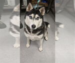 Small #1 Siberian Husky