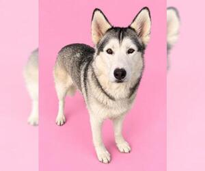 WHISPER - Female Siberian Husky Dog for Adoption - Photo #2