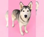 Small Photo #2 Siberian Husky Puppy For Sale in HESPERIA, CA, USA