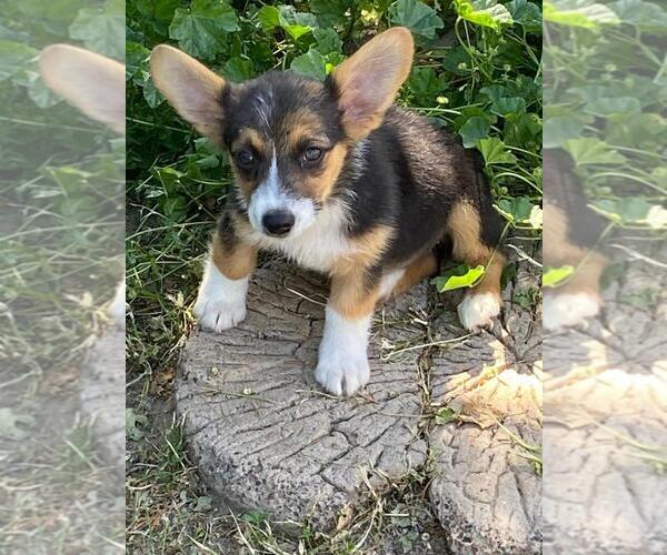 Medium Photo #2 Aussie-Corgi Puppy For Sale in BRIGGSDALE, CO, USA