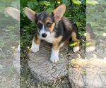 Small #1 Aussie-Corgi