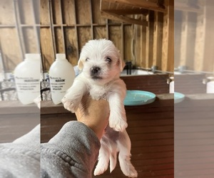 Morkie Puppy for sale in WHITE OAK, GA, USA