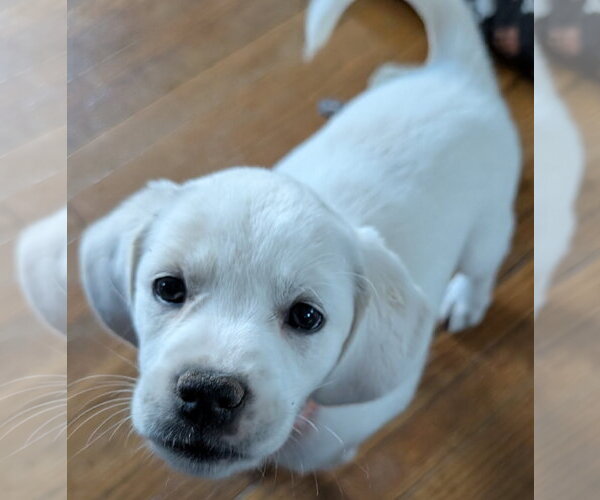 Medium Photo #3 Beagle-Great Pyrenees Mix Puppy For Sale in Brooklyn Center, MN, USA