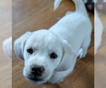 Small #2 Beagle-Great Pyrenees Mix