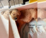 Puppy Orange Golden Retriever
