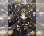 Small Photo #14 Aussiedoodle Puppy For Sale in CROWN POINT, IN, USA