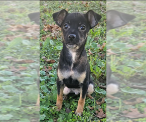 Chihuahua-Unknown Mix Dogs for adoption in Cranston, RI, USA