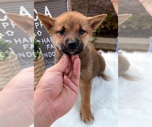 Shiba Inu Puppy for sale in CHINO HILLS, CA, USA