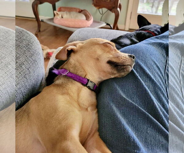 Medium Photo #3 Chihuahua Puppy For Sale in Spring Lake, NC, USA