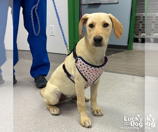 Medium Photo #3 Labrador Retriever-Retriever  Mix Puppy For Sale in Washington, DC, USA