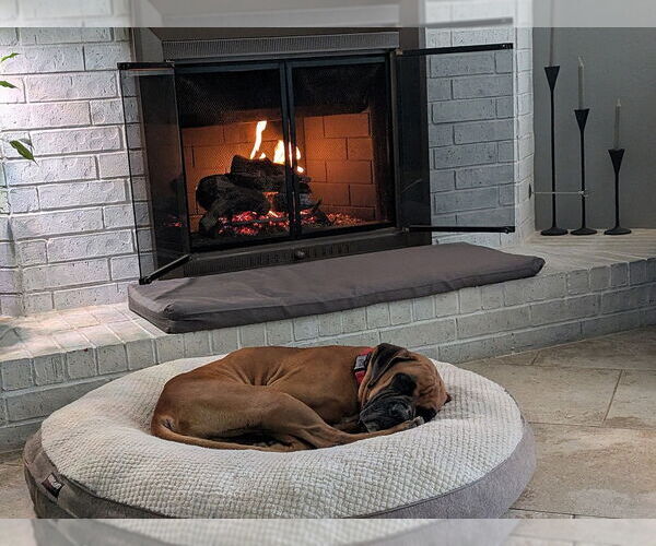 Medium Photo #4 Boxer Puppy For Sale in Austin, TX, USA