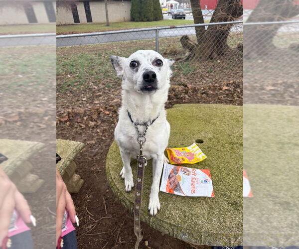 Medium Photo #9 Chihuahua-Unknown Mix Puppy For Sale in Richmond, IN, USA