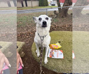 Chip-Sponsored - Male Chihuahua-Unknown Mix Dog for Adoption - Photo #9