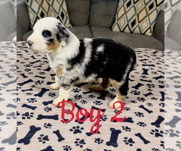 Medium Photo #18 Australian Shepherd Puppy For Sale in SALISBURY, NC, USA
