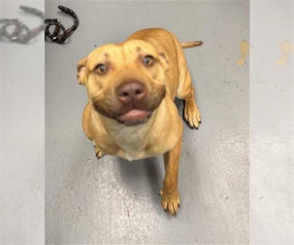 Medium Photo #1 Mutt Puppy For Sale in Peoria, IL, USA