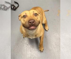 Mutt Dogs for adoption in Peoria, IL, USA