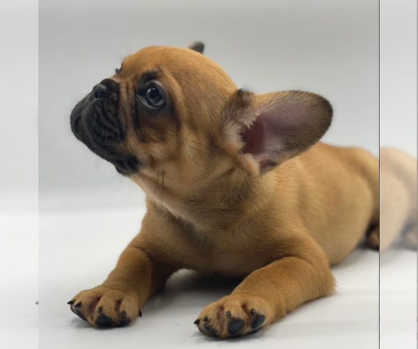 Medium Photo #1 French Bulldog Puppy For Sale in PALO ALTO, CA, USA
