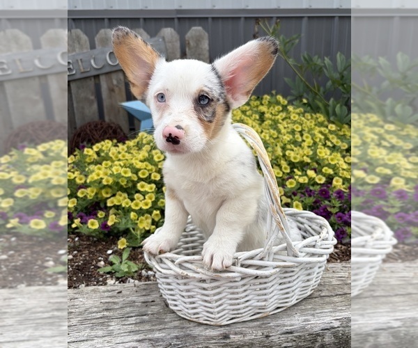 Medium Photo #3 Pembroke Welsh Corgi Puppy For Sale in MIDDLEBURY, IN, USA