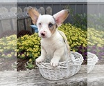 Small #2 Pembroke Welsh Corgi