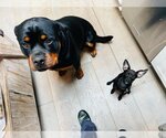 Small Photo #3 Rottweiler Puppy For Sale in Mills, WY, USA