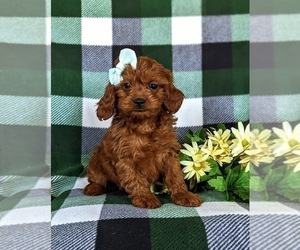 Cavapoo Puppy for sale in CHRISTIANA, PA, USA