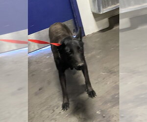 Mutt Dogs for adoption in Bakersfield, CA, USA