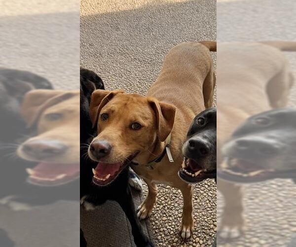 Medium Photo #2 Labrador Retriever-Unknown Mix Puppy For Sale in San Antonio, TX, USA