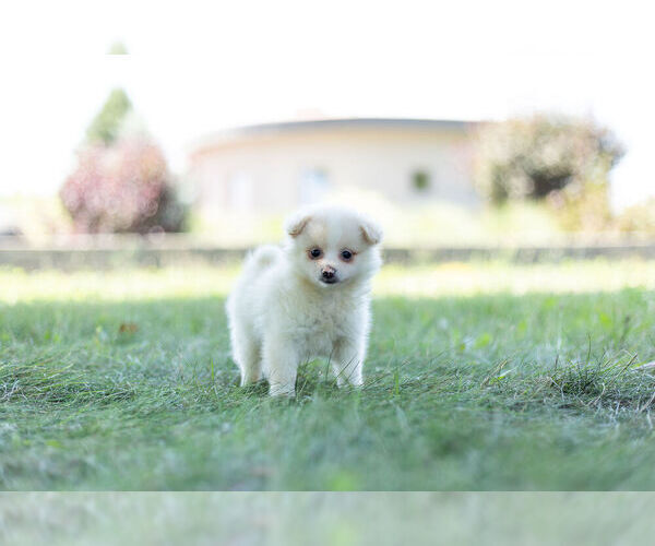 Medium Photo #4 Pom-A-Poo Puppy For Sale in WARSAW, IN, USA