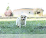 Small Photo #4 Pom-A-Poo Puppy For Sale in WARSAW, IN, USA