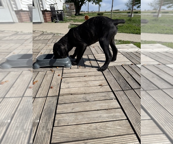 Medium Photo #4 Cane Corso Puppy For Sale in STUART, IA, USA