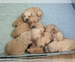 Small #5 Golden Retriever