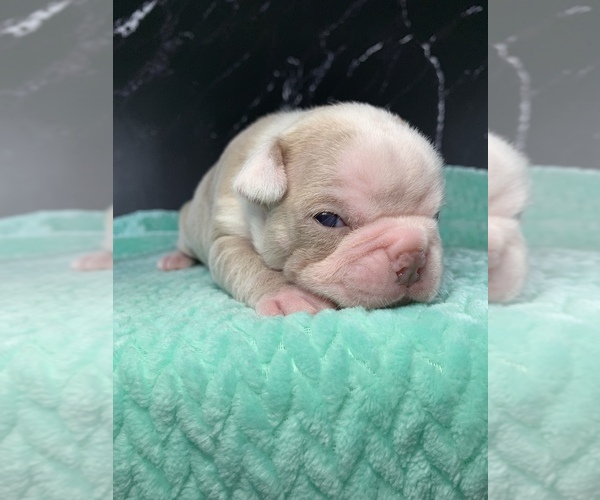 Medium Photo #13 Boston Terrier Puppy For Sale in TULARE, CA, USA