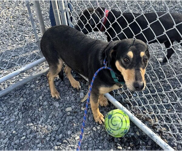 Medium Photo #7 Mutt Puppy For Sale in Hinton, WV, USA