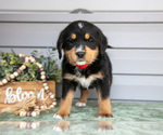Small Photo #9 Bernedoodle-Labrador Retriever Mix Puppy For Sale in REED CITY, MI, USA