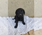 Image preview for Ad Listing. Nickname: Buster