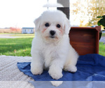 Small Photo #3 Bichon Frise Puppy For Sale in SYRACUSE, IN, USA
