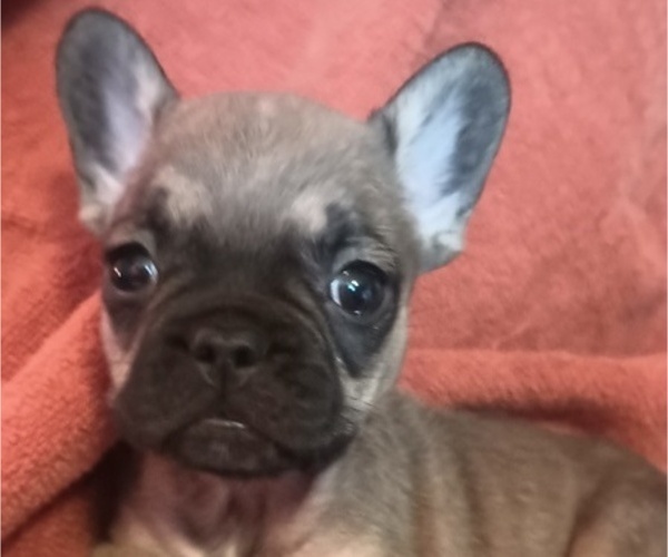 Medium Photo #4 French Bulldog Puppy For Sale in DENVER, CO, USA