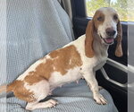 HANNAH - Female Basset Hound Dog for Adoption - Small photo
