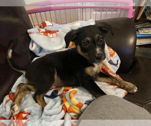 Mutt Dogs for adoption in Calhoun, GA, USA